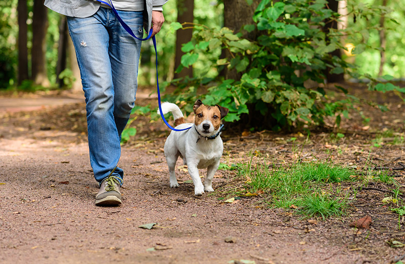 Herrchen geht mit seinem Hund im Wald spazieren
