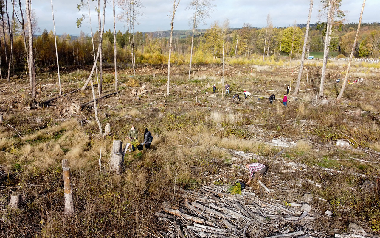 Mehrere Personen räumen einen ehemaligen Wald voller toter Hölzer auf