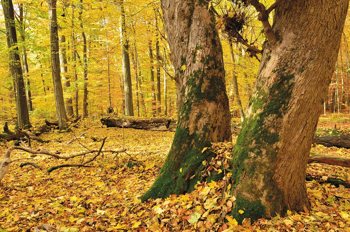 Moosbewachsene Bäume im goldenen Laubwald im Nationalpark Hainich