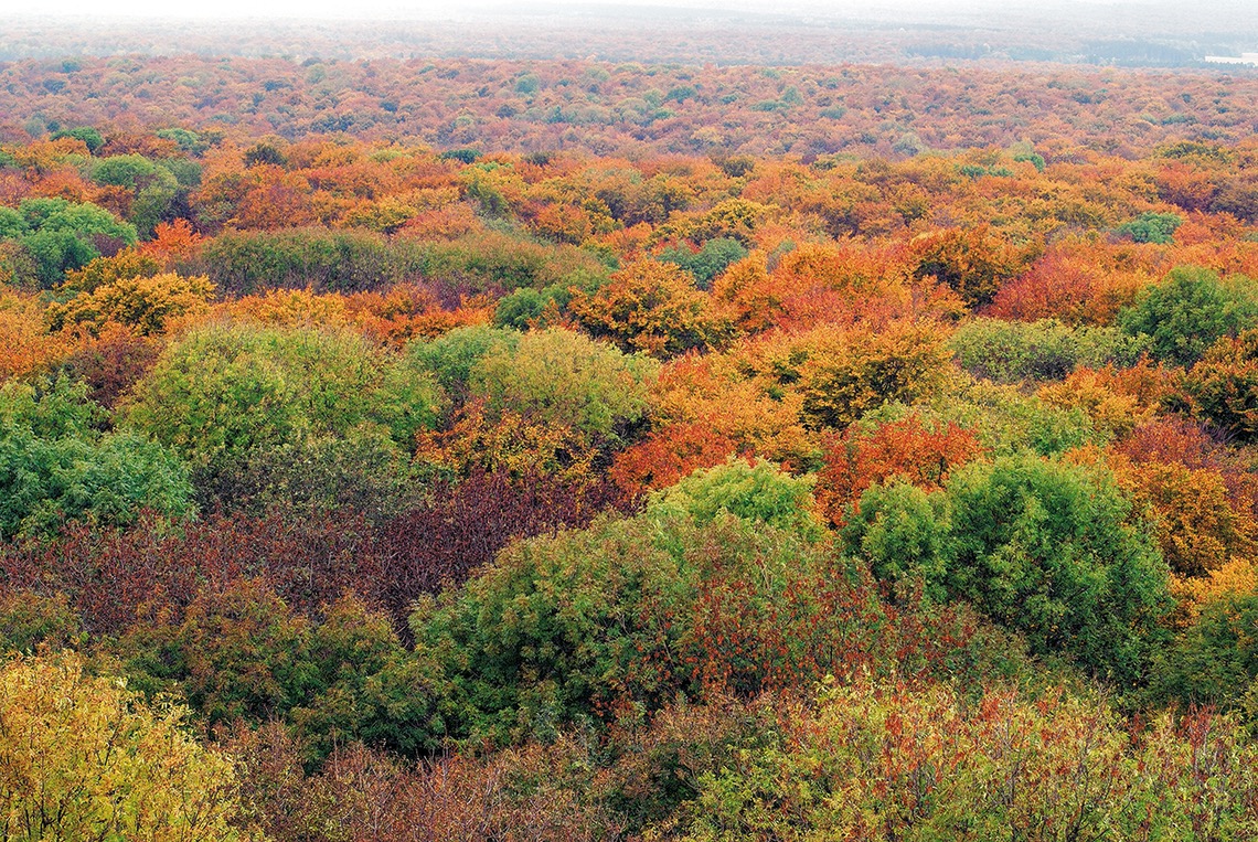 Herbstwald mit bunten Bäumen im Nationalpark Hainich von oben