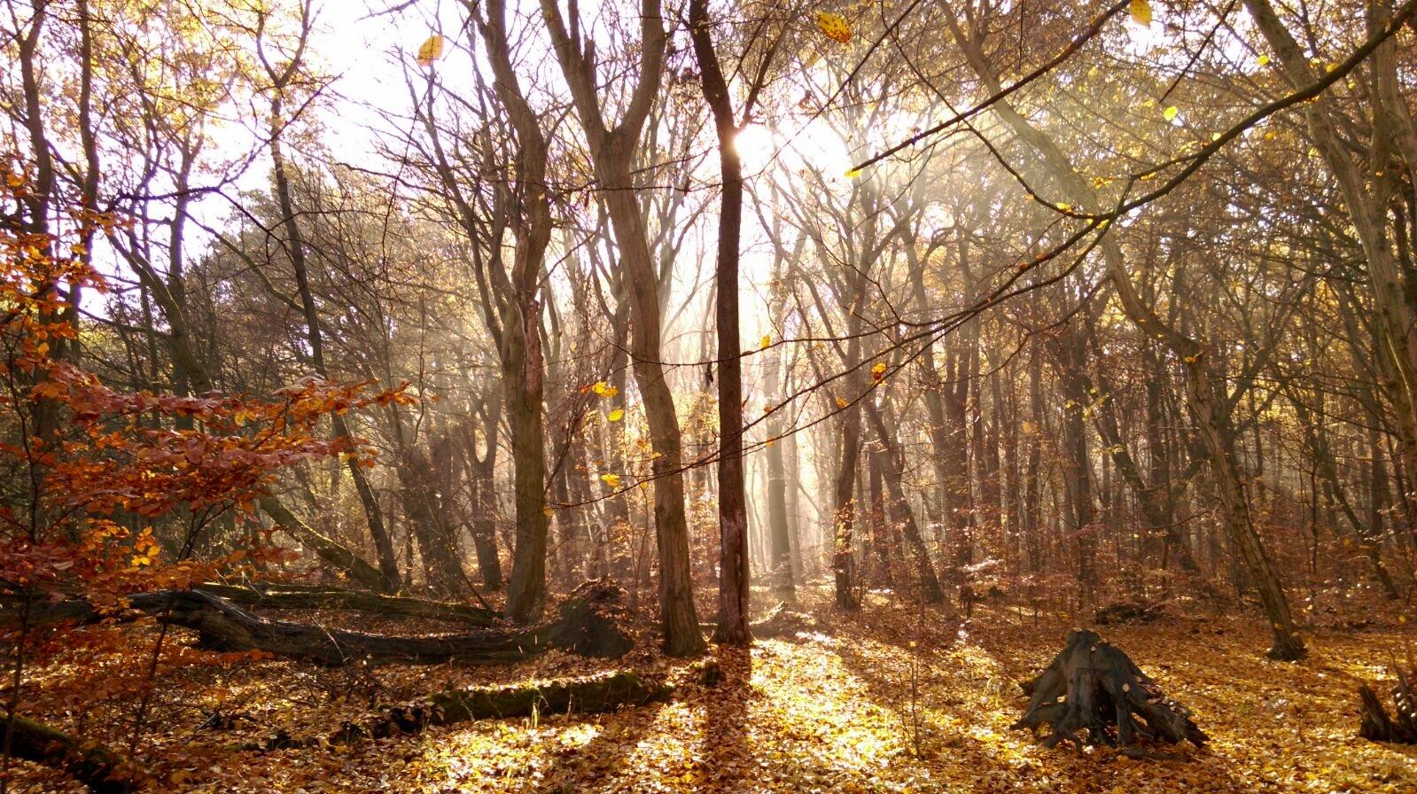 Sonnenstrahlen durchdringen die Bäume in einem herbstlichen Wald