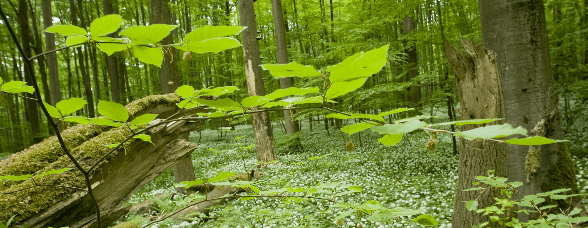 Grüner Wald im Sommerlicht